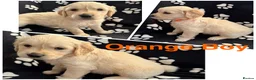 Golden Retriever dogs for sale: Kennel Club Health Tested Golden Retriever Puppies - Advert 5