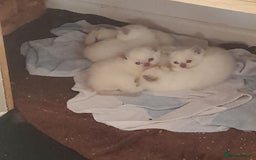 British Shorthair cats for sale: British Shorthair Kittens - Lilac Point - Image 7