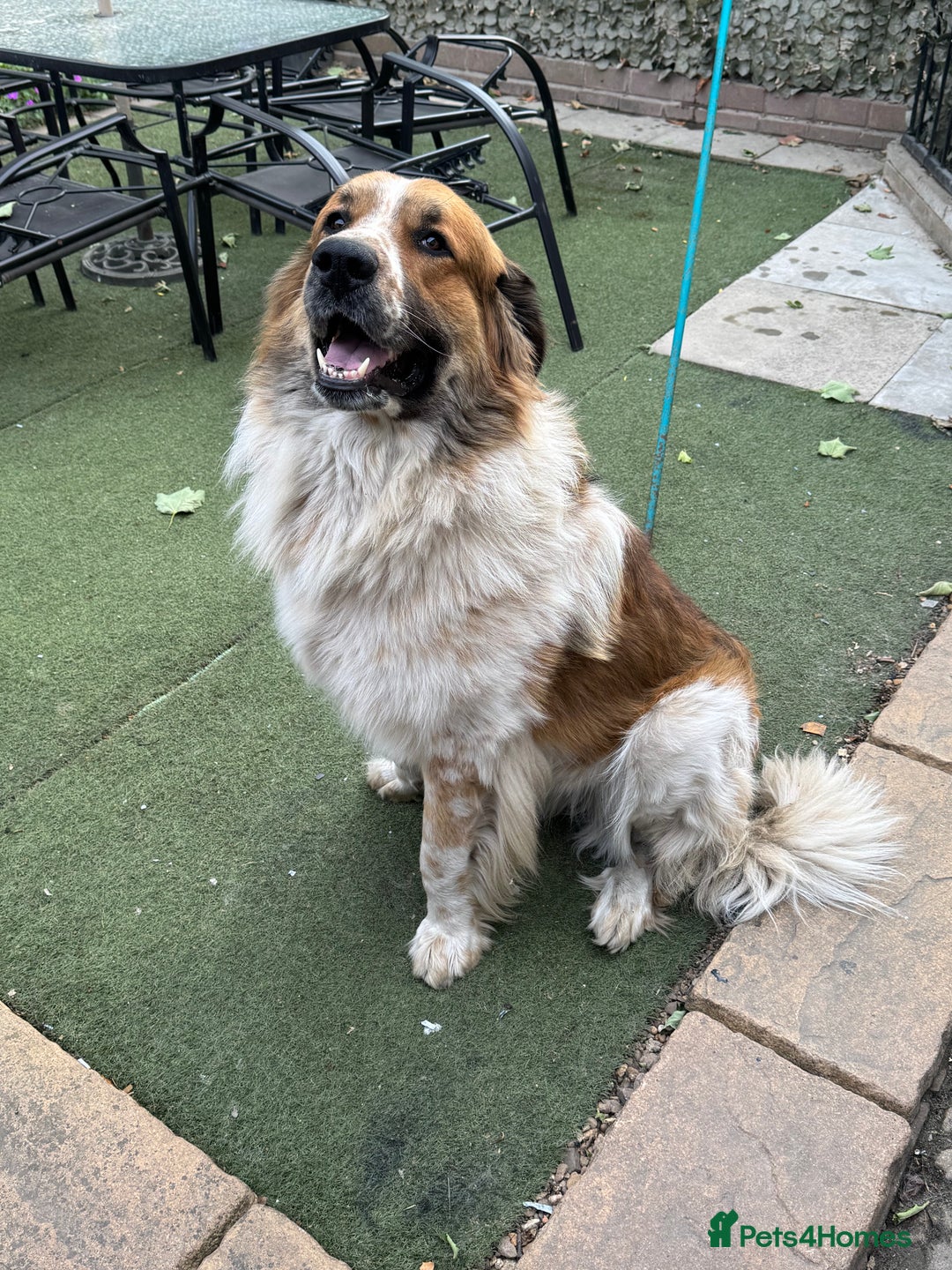 Newfoundland dogs for sale: Newfoundland 2 year old  - Advert 1