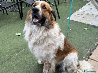 Newfoundland dogs Newfoundland 2 year old - Advert 10