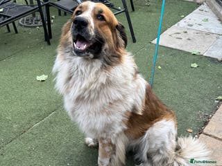 Newfoundland dogs Newfoundland 2 year old - Advert 1