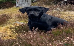 Labrador Retriever dogs for sale: Beautiful KC registered Labrador Pups - Image 14