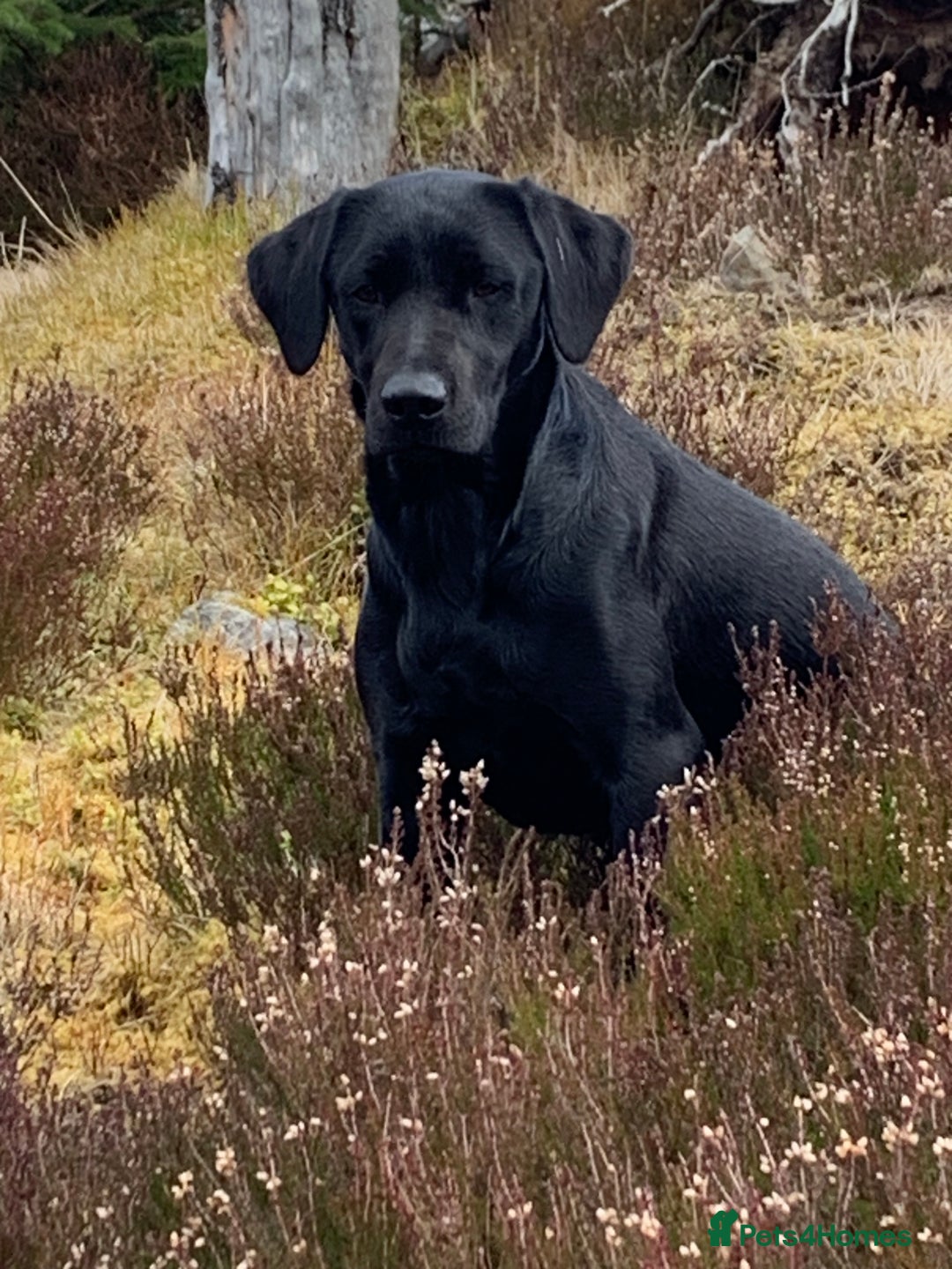 Labrador Retriever dogs for sale: Beautiful KC registered Labrador Pups - Image 14
