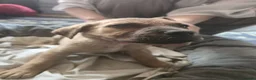 Mixed Breed dogs for sale: Cane Corso American Bulldog Puppies Family Raised  - Advert 11