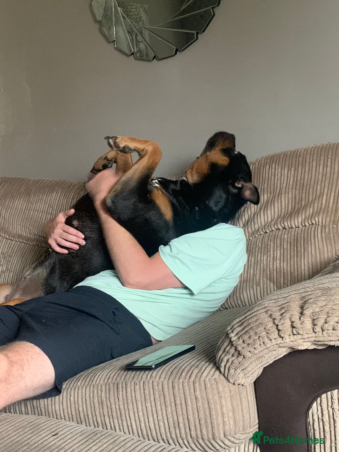 American Bully dogs for sale: 4 year old, female pedigree american bully - Advert 3