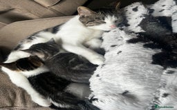 Mixed Breed cats for sale: 1 male & 1 female kitten available  - Image 1