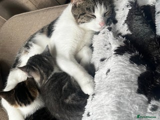Mixed Breed cats for sale - Advert 1