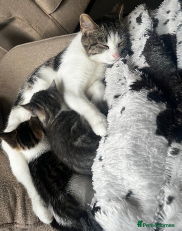 Mixed Breed cats - Advert 1