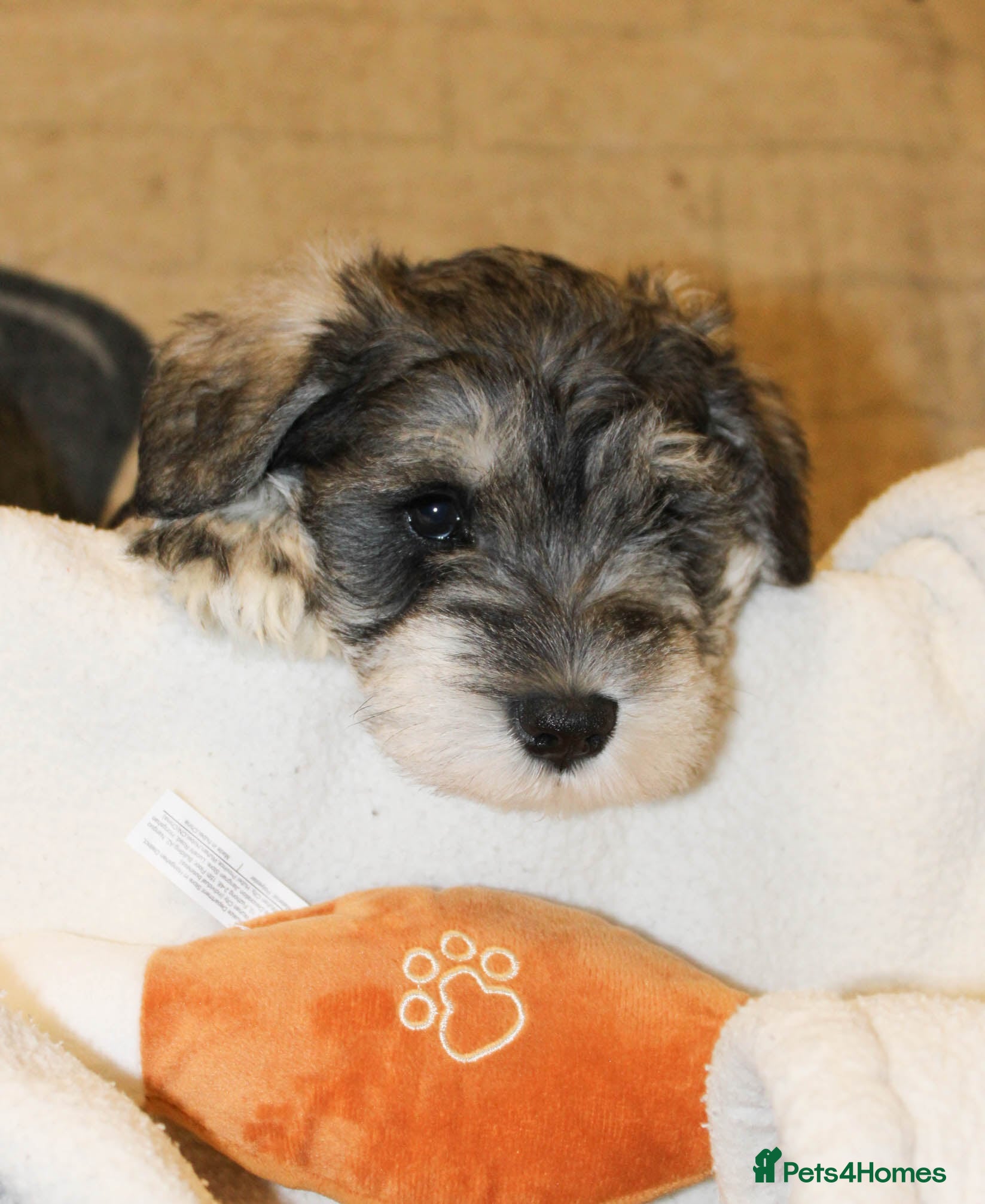 Miniature Schnauzer dogs Miniature Schnauzers KC Reg 3 boys 1girl available - Advert 9