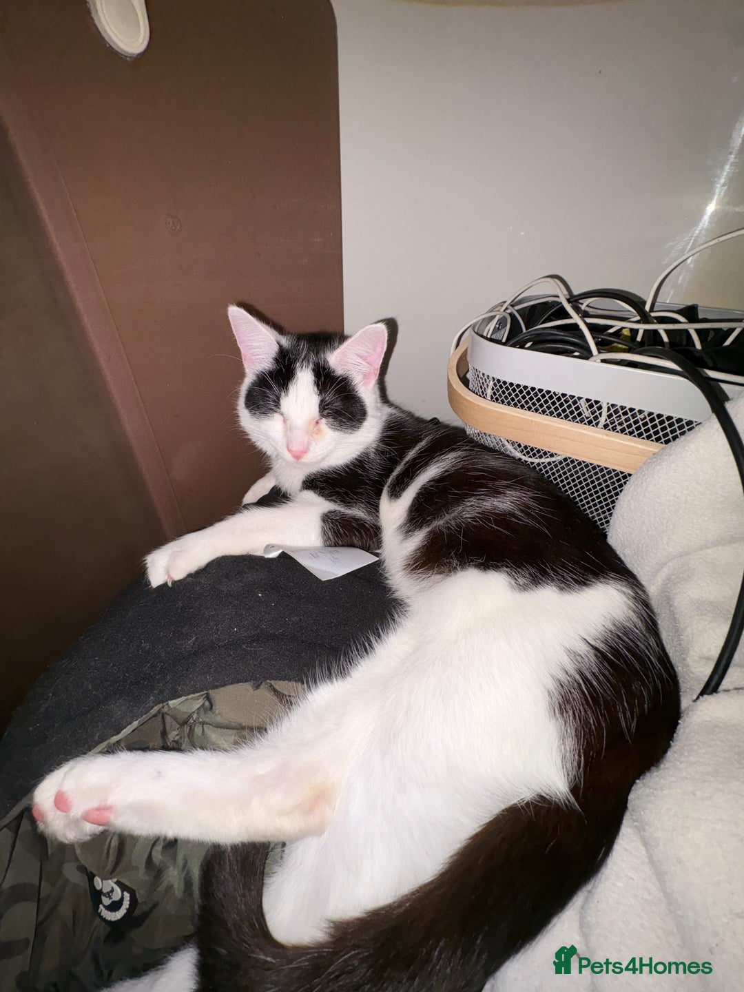 Mixed Breed cats for sale: Black and white boy - Advert 1