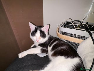 Mixed Breed cats Black and white boy - Advert 18