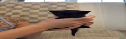 Mixed Breed cats for sale: Rescue kittens looking for their forever home! - Advert 5
