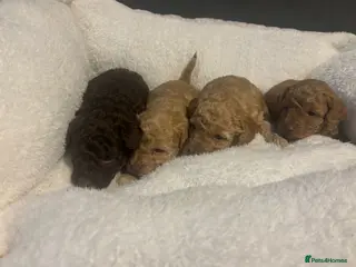 Toy Poodle dogs 🐶🐾Toy Poodle Puppies 🐾🐶 - Advert 2