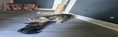 Bengal Kitten 3