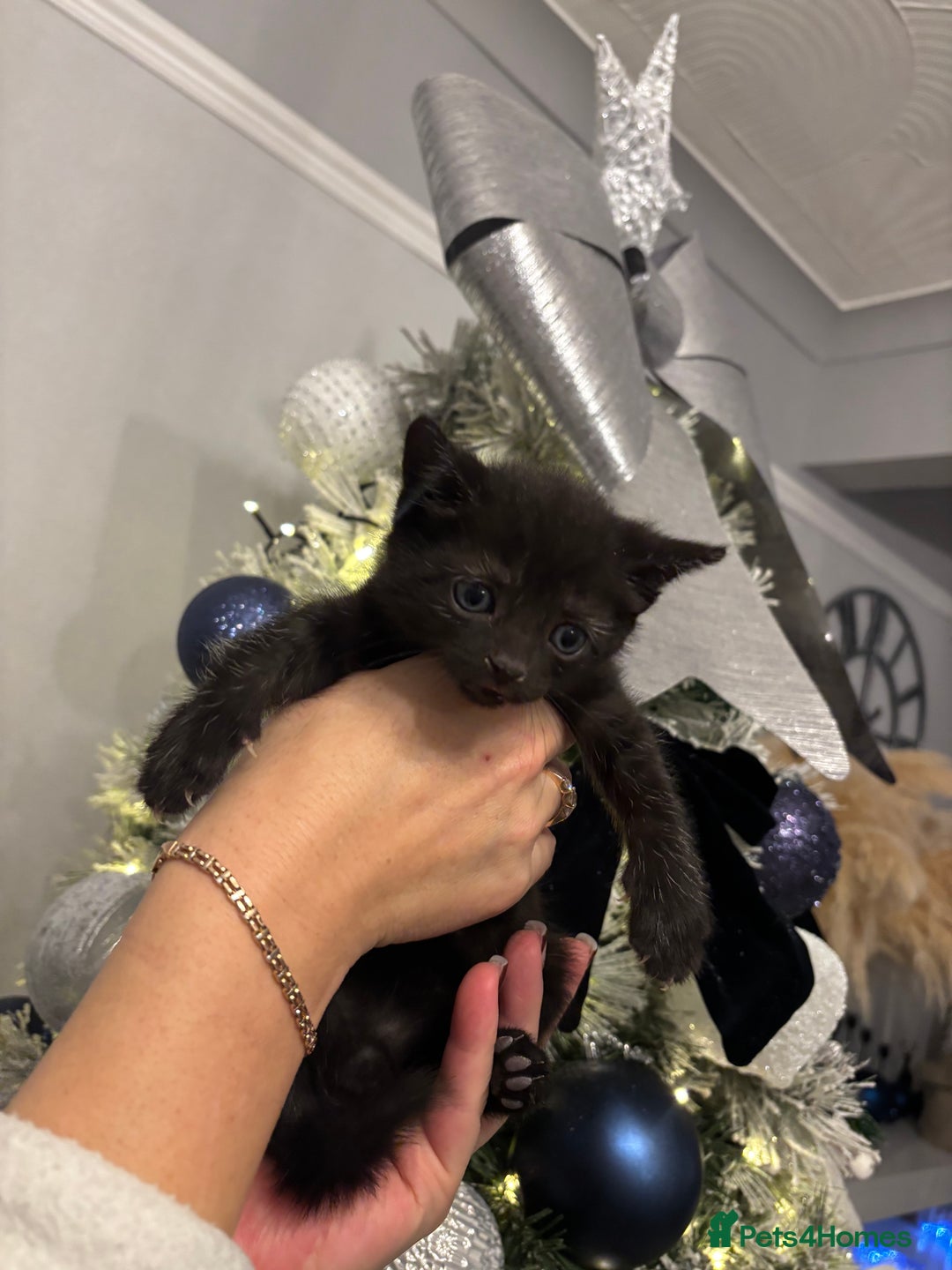 Mixed Breed cats for sale: Little kitties - Advert 8