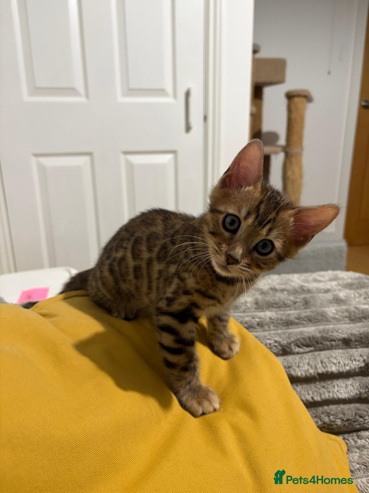 Bengal cats Bengal Male ** SOLD** Next Litter Soon** - Advert 2