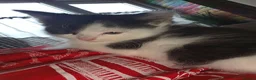 British Longhair cats for sale: Black and white kitten in Stockport - Advert 9