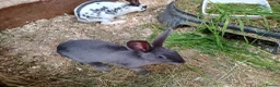 English rabbits for sale: Yurvac vaccinated English rabbits, ready now!  - Advert 10