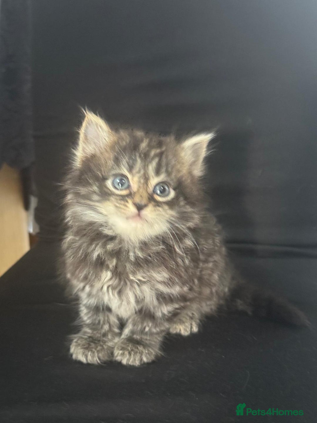 Mixed Breed cats for sale: Beautiful kittens  - Image 6