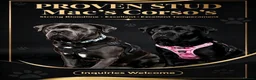 Cane Corso dogs for stud: PROVEN CANE CORSO STUD  - Advert 2