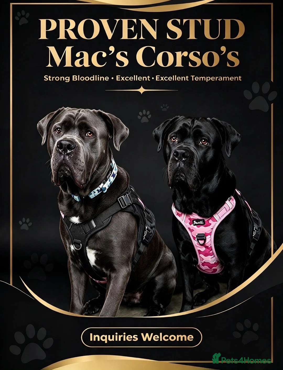 Cane Corso dogs for stud: PROVEN CANE CORSO STUD  - Advert 2