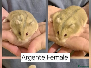 Hamster rodents Stunning Pedigree campbell dwarf hamster - Advert 4