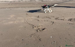 Border Collie dogs for sale: Beautiful Border Collie - Advert 5