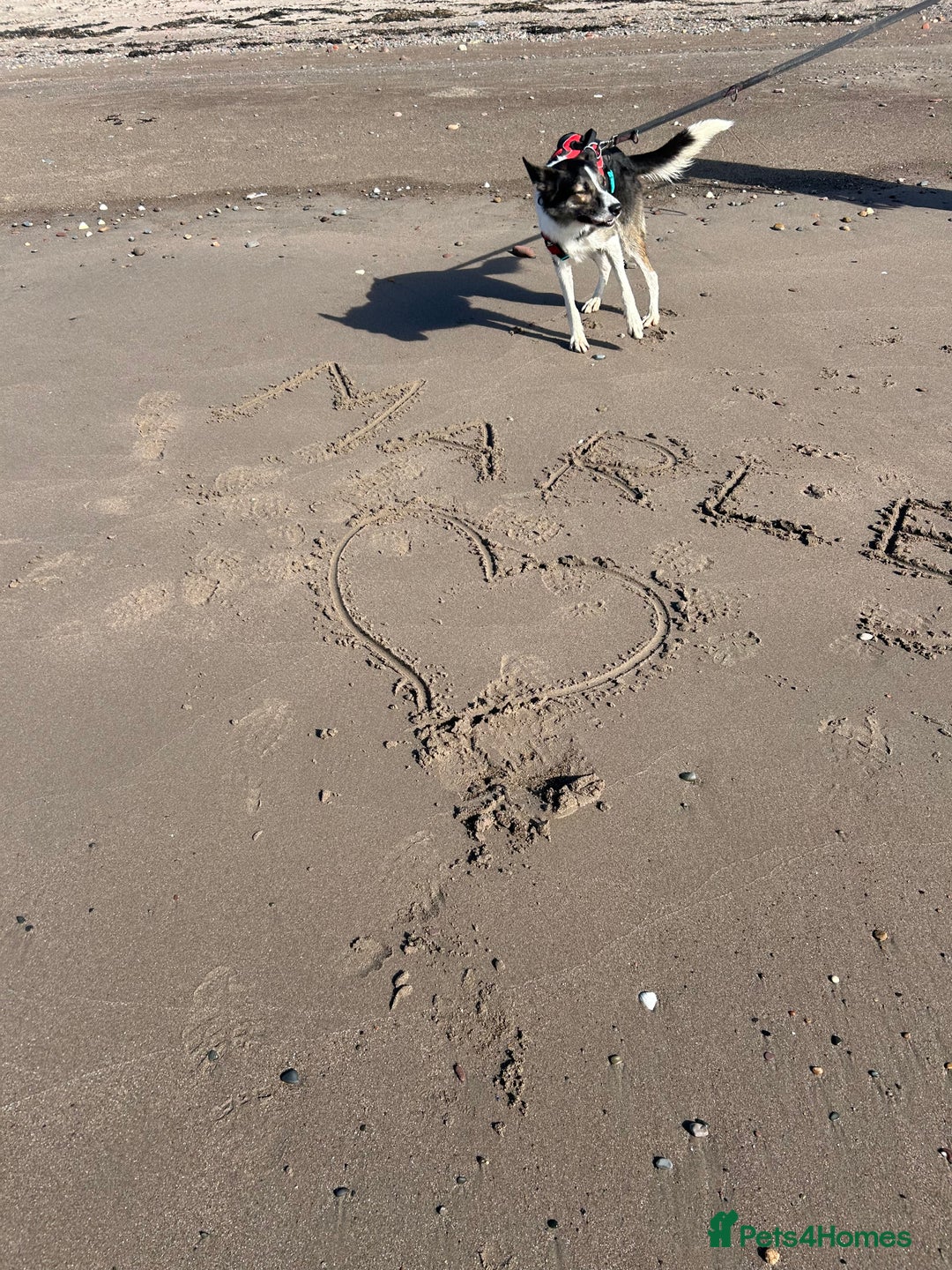 Border Collie dogs for sale: Beautiful Border Collie - Advert 5