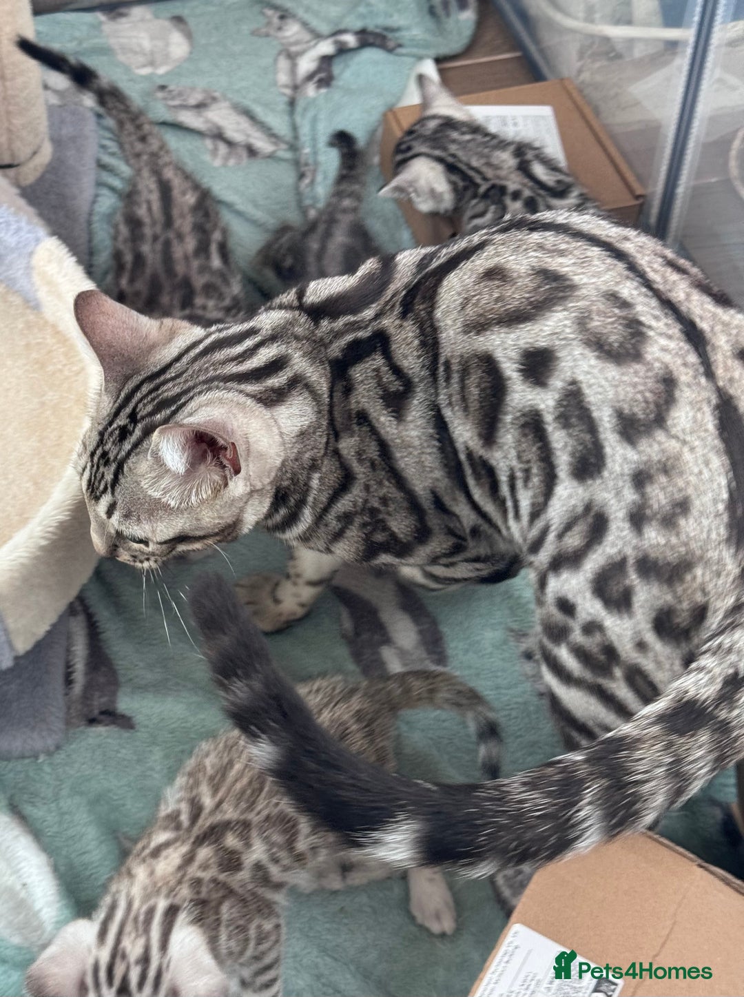 Bengal cats for sale: Ready mid March. Stunning TICA-registered Bengals  - Advert 27