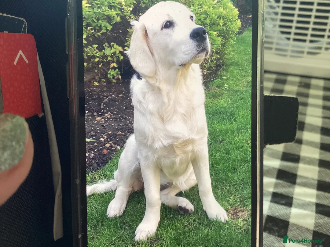 Golden Retriever dogs for stud: Stud dog for sale or pet home  - Advert 6