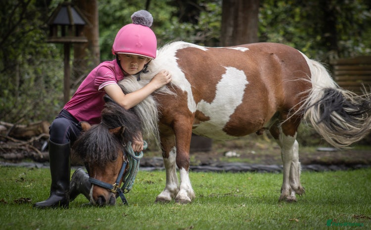 Shetland pony horses for sale - Advert 1