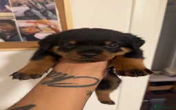 Rottweiler dogs for sale: Rottweiler puppies - 1 boy 3 girls, 4 weeks old - Image 2
