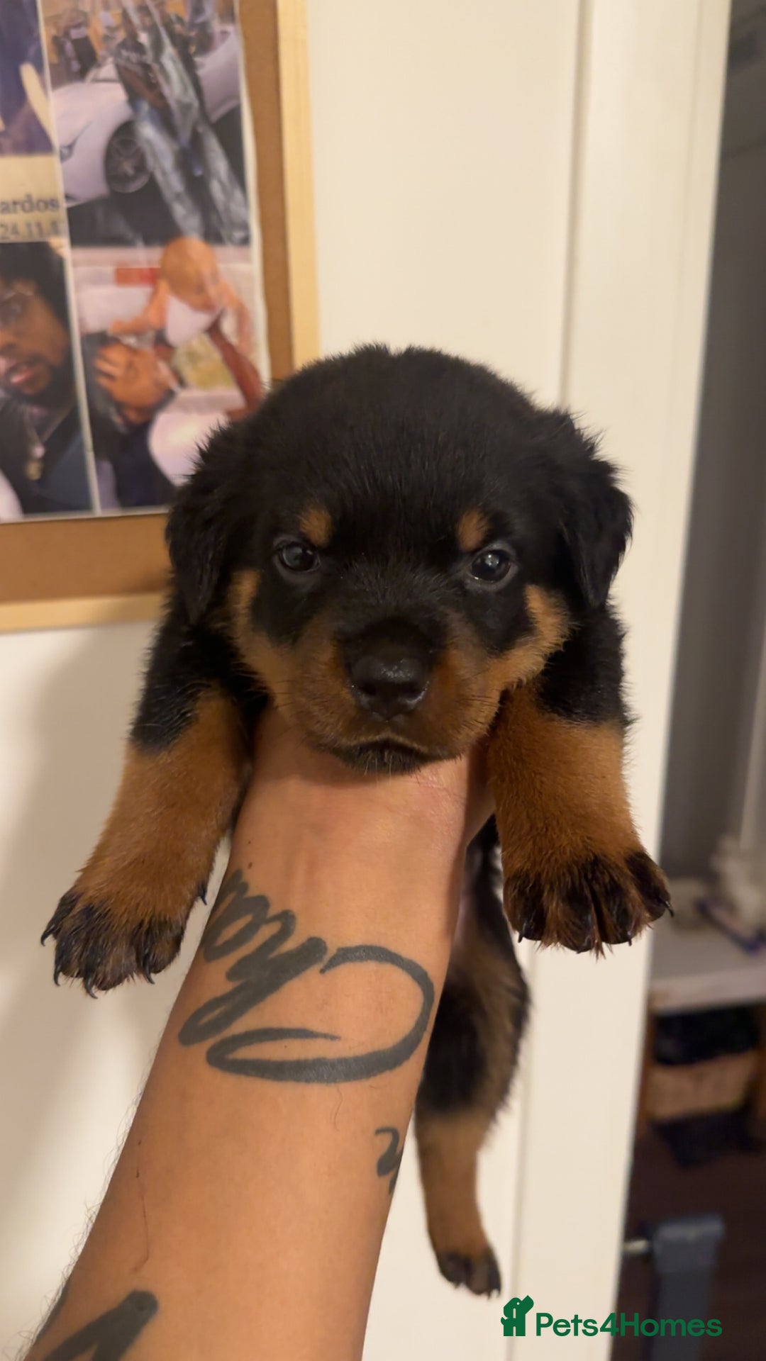 Rottweiler dogs for sale: Rottweiler puppies - 1 boy 3 girls, 4 weeks old - Image 2