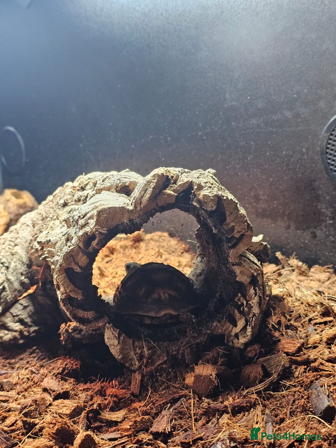 Tortoise reptiles for sale: Red Footed Tortoise for sale to a good home - Advert 15