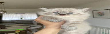 Ragdoll 2