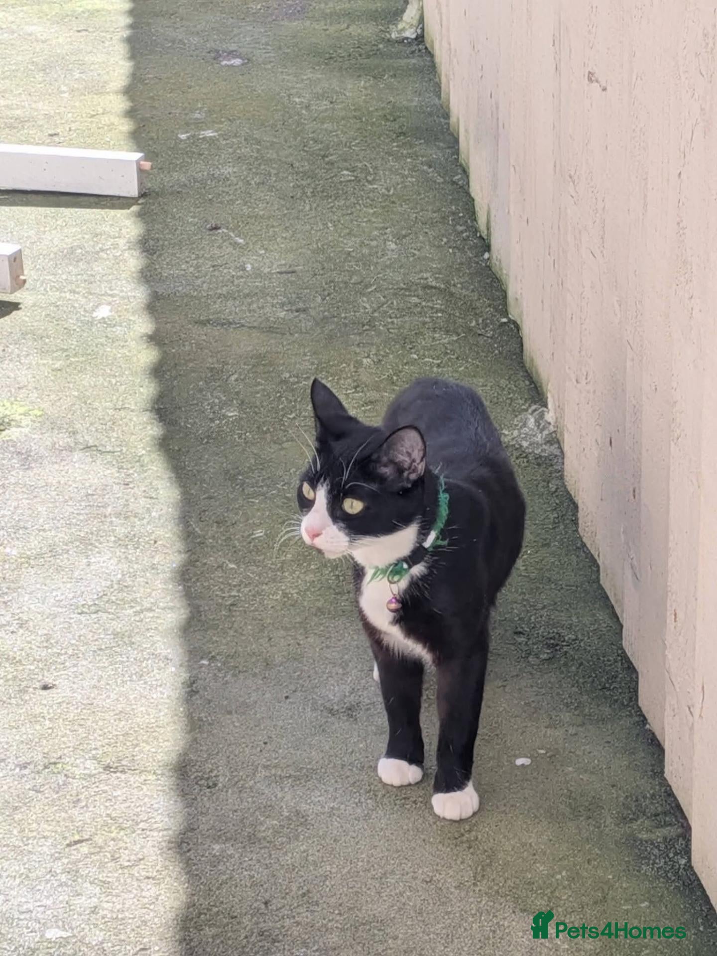 Mixed Breed cats for sale: Four kittens  - Advert 4