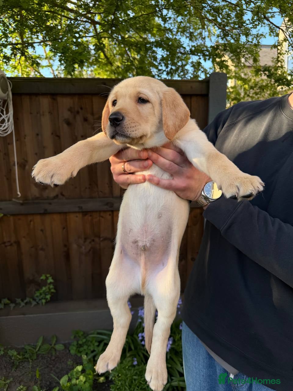 Labrador Retriever dogs LAST 2 CHUNKY LAB BOYS.Home-Raised - Advert 1