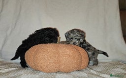 Toy Poodle dogs for sale: Toy poodle puppys - Image 1