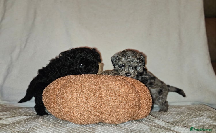 Toy Poodle dogs - Advert 3