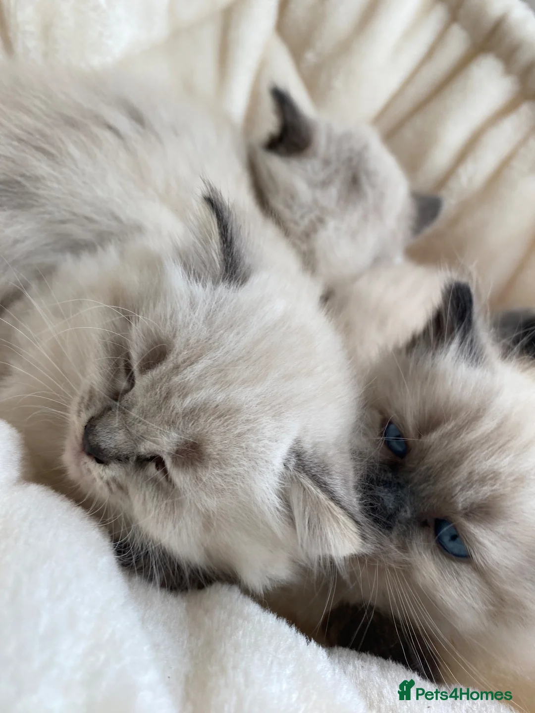Ragdoll cats for sale: Blue point and blue lynx point ragdoll x in Sutton Coldfield - Advert 2