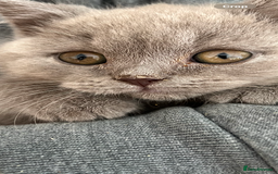 Mixed Breed cats for sale: British shorthair Lilac boy ready now - Image 3