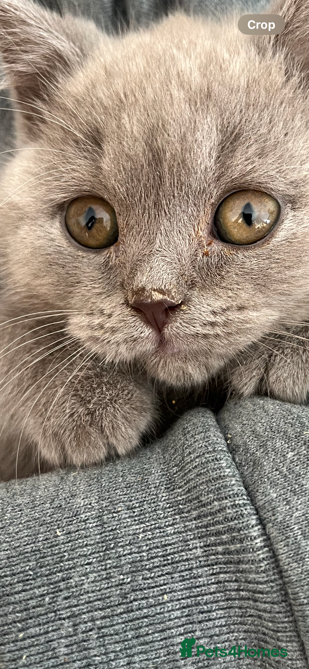 Mixed Breed cats for sale: British shorthair Lilac boy ready now - Image 3