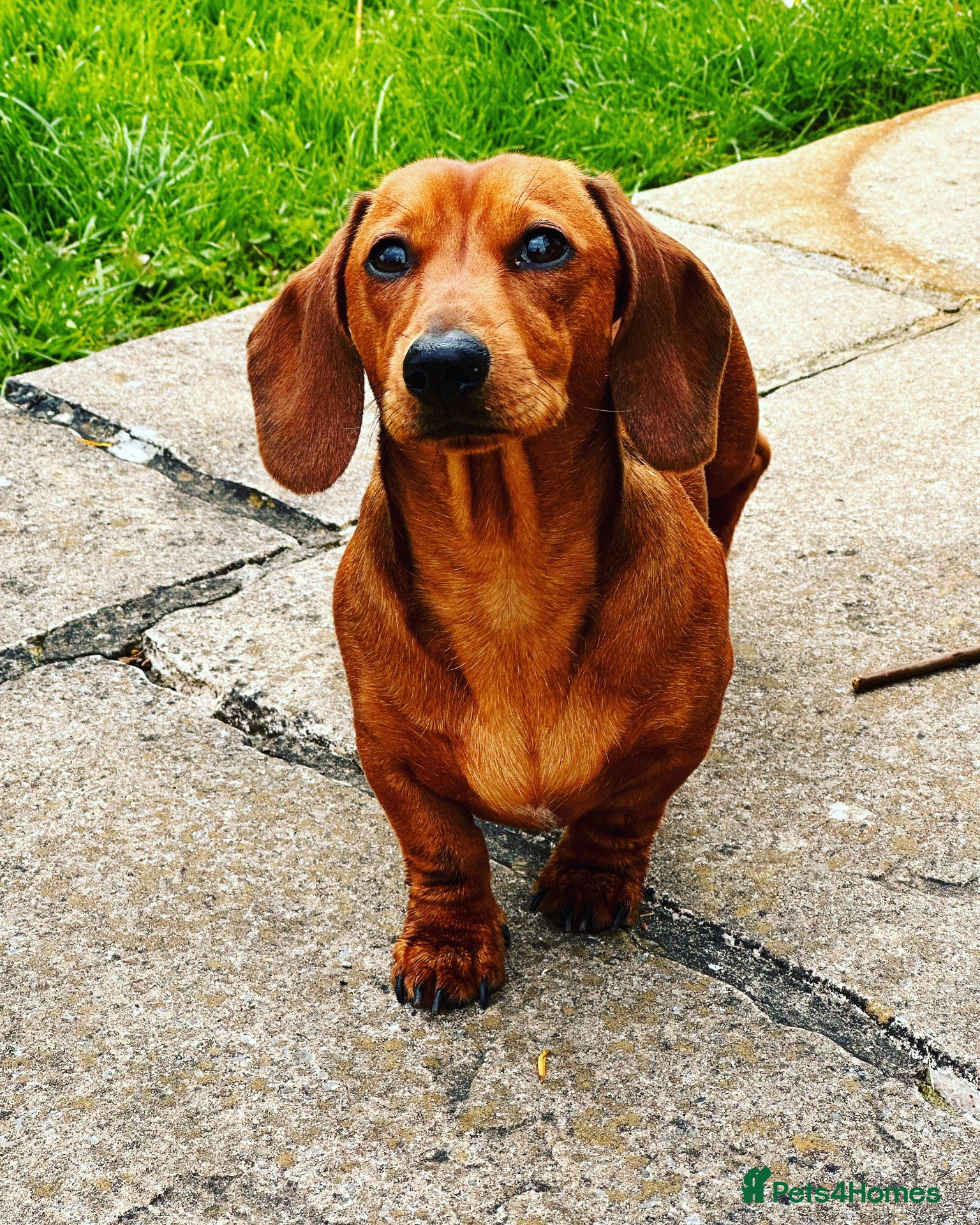 Miniature Dachshund dogs for sale: Loving Home Wanted for My Beautiful Dachshund Boy  - Advert 3