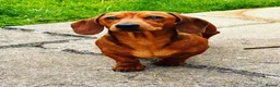Miniature Dachshund dogs for sale: Loving Home Wanted for My Beautiful Dachshund Boy  - Advert 1