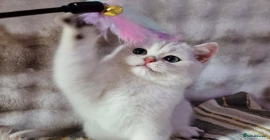 British Shorthair cats - Advert 15