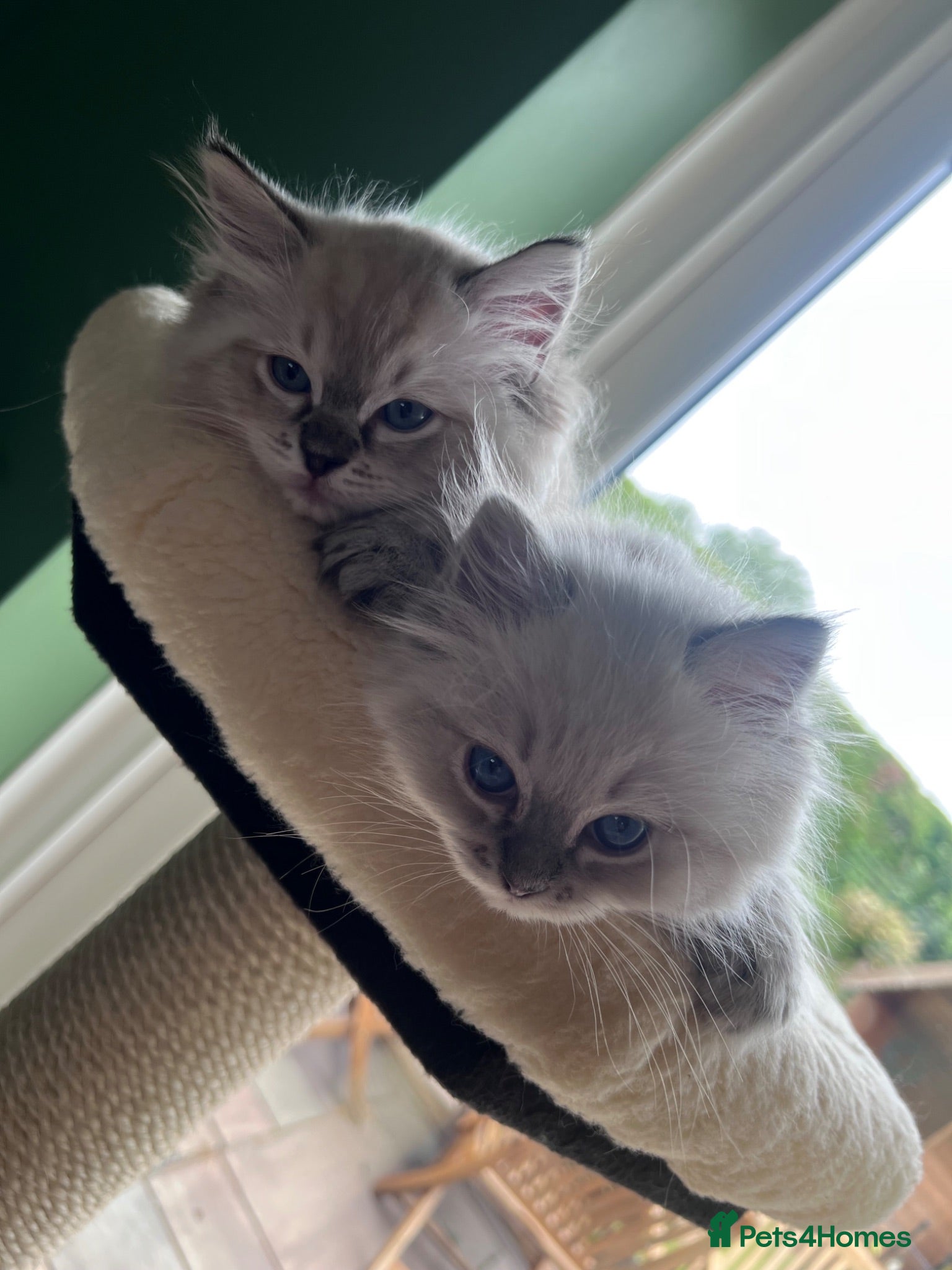 Ragdoll cats GCCF reg. Blue Tabby Colourpoint Ragdoll kitten  - Advert 8