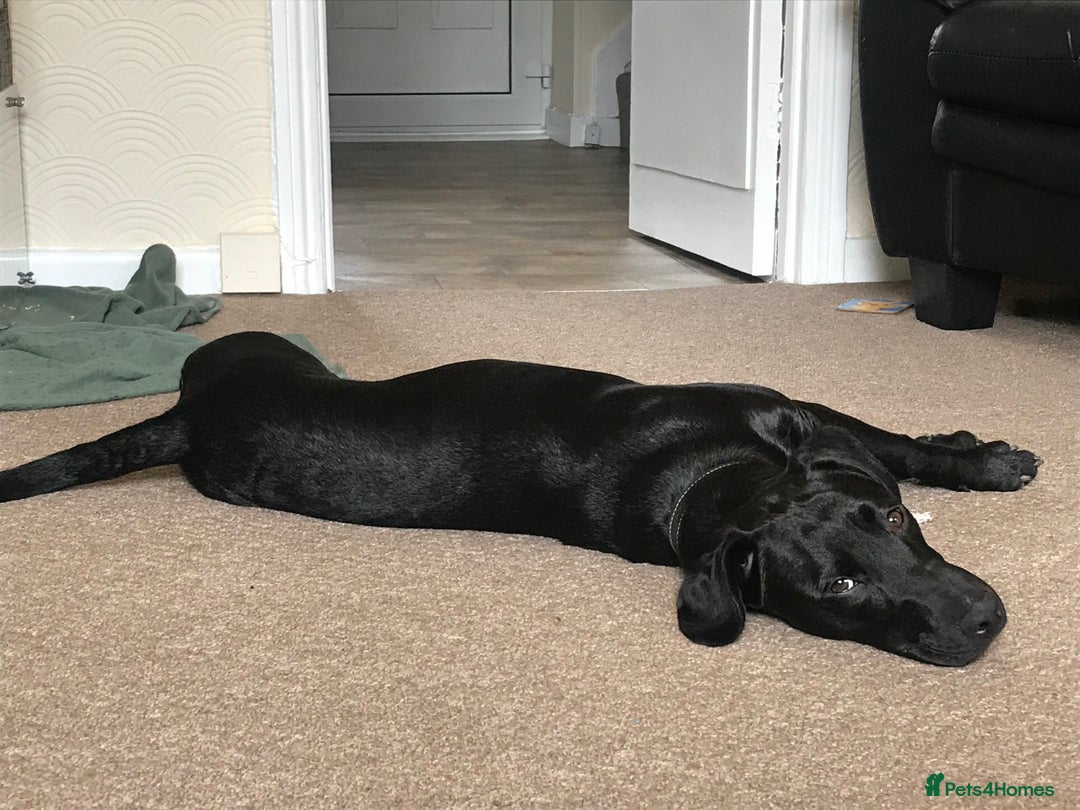 Mixed Breed dogs for sale: Male neutered cross  - Advert 4