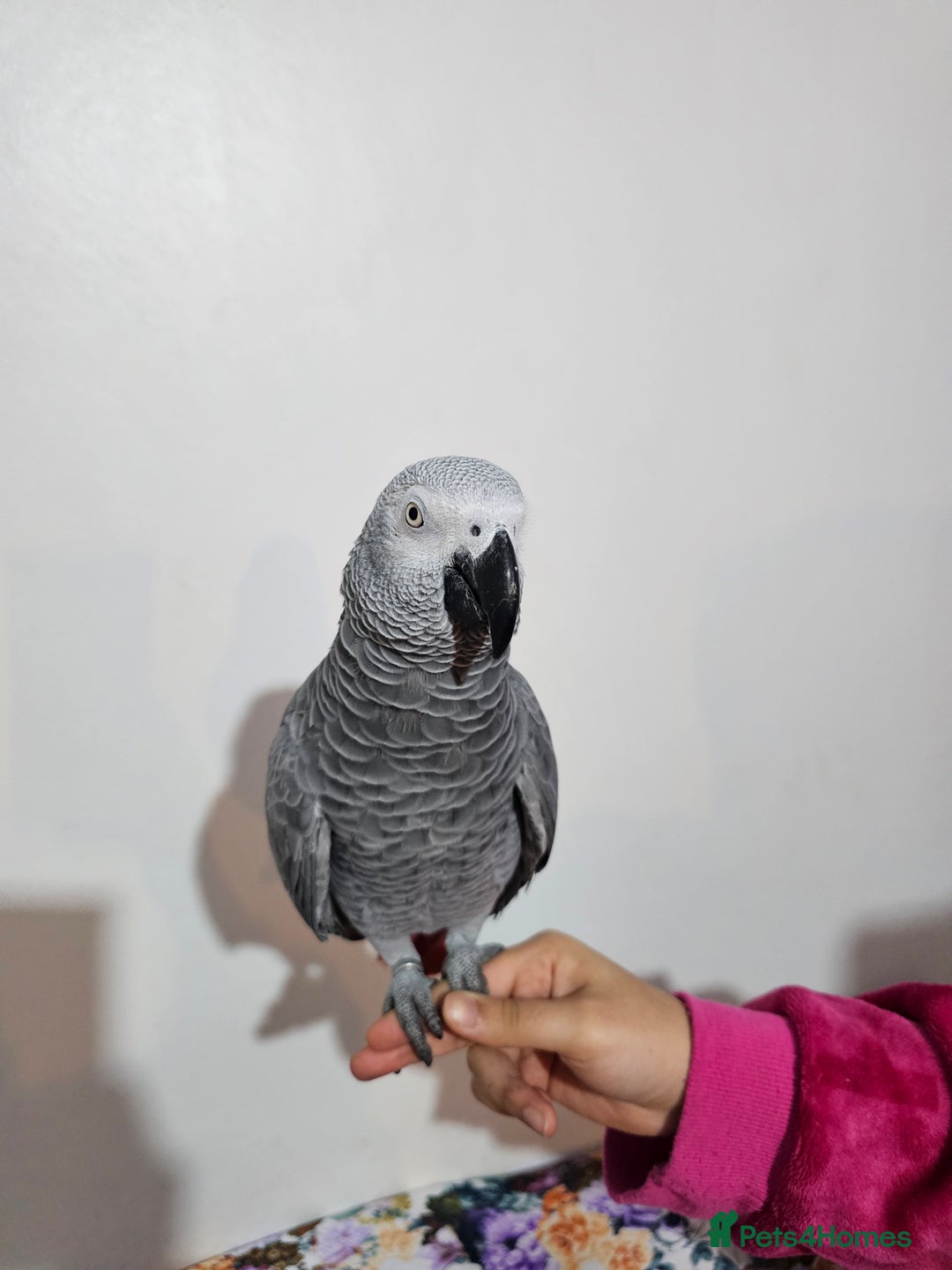 Parrots birds for sale: African grey for sale.  - Image 3