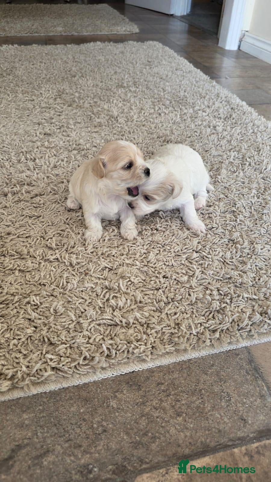 Maltipoo dogs Tiny Maltipoo puppies 🐶  - Advert 1