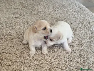 Maltipoo dogs Tiny Maltipoo puppies 🐶 - Advert 1